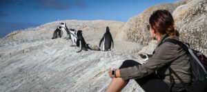 Touristin beobachtet Pinguine am Boulders Beach